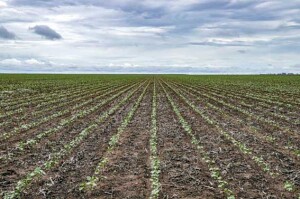 A área atualmente plantada é de 344,4 mil hectares, 9,3% a mais de área em relação à safra passada, que cultivou 312.560,3 hectares. (Abapa)