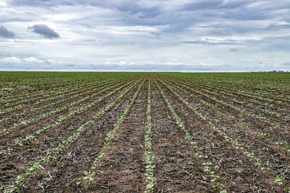 A área atualmente plantada é de 344,4 mil hectares, 9,3% a mais de área em relação à safra passada, que cultivou 312.560,3 hectares. (Abapa)