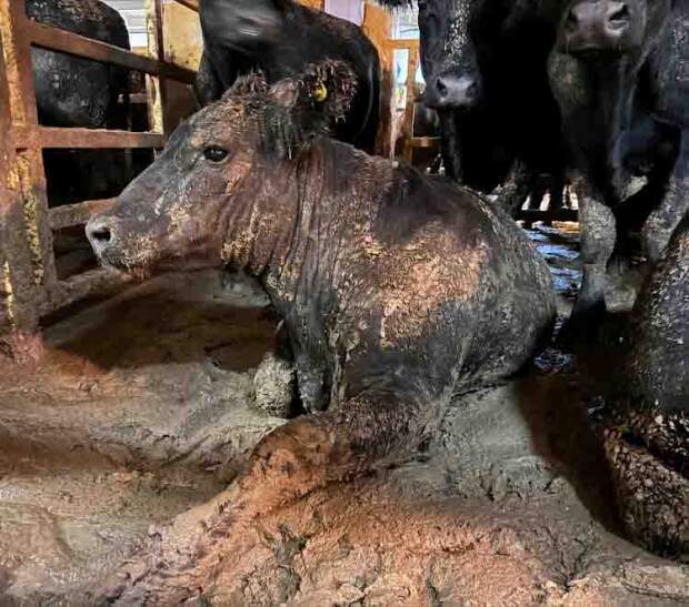 “Todos os anos, milhões de animais enfrentam longos períodos no mar em condições sanitárias e de bem-estar terríveis. Muitos acabam gravemente feridos, adoecem ou morrem antes de sequer chegar ao destino.