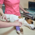 A proposta é apoiar os médicos-veterinários e os responsáveis por pets no diagnóstico precoce da doença e proporcionar bem-estar e qualidade de vida aos animais. (Cuidados com-caes-e-gatos/doenca-renal-Petlove /divulgação