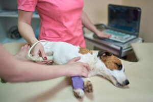 A proposta é apoiar os médicos-veterinários e os responsáveis por pets no diagnóstico precoce da doença e proporcionar bem-estar e qualidade de vida aos animais. (Cuidados com-caes-e-gatos/doenca-renal-Petlove /divulgação