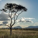 O relatório "Cerrado: Produção e Proteção" recomenda uma abordagem de múltiplos atores focada na proteção da rica biodiversidade da região e no aumento da produtividade agrícola de forma sustentável. Foto: Brasil Escola / reprodução