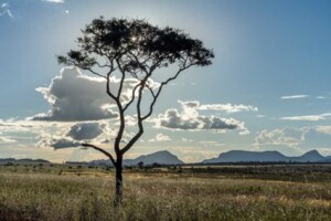 O relatório "Cerrado: Produção e Proteção" recomenda uma abordagem de múltiplos atores focada na proteção da rica biodiversidade da região e no aumento da produtividade agrícola de forma sustentável. Foto: Brasil Escola / reprodução