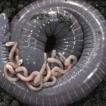 Segundo artigo publicado na revista Science, os filhotes de cecílias recebem das mães um líquido com nutrientes de composição semelhante ao leite e também emitem sons para pedir pelo alimento. (Foto: Carlos Jared / Portal do Butantan)