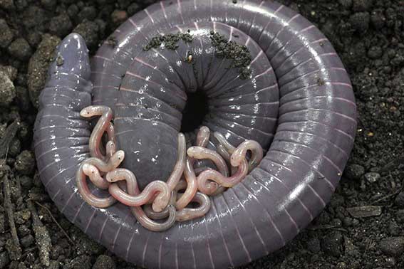 Segundo artigo publicado na revista Science, os filhotes de cecílias recebem das mães um líquido com nutrientes de composição semelhante ao leite e também emitem sons para pedir pelo alimento. (Foto: Carlos Jared / Portal do Butantan) 