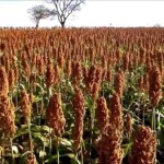 Indústrias no Centro-Oeste e no Nordeste começam a usar a matéria prima na produção do biocombustível e coprodutos, como o DDG. (Foto: Híbrido BRS 3318 Embrapa / reprodução AtomicAgro)