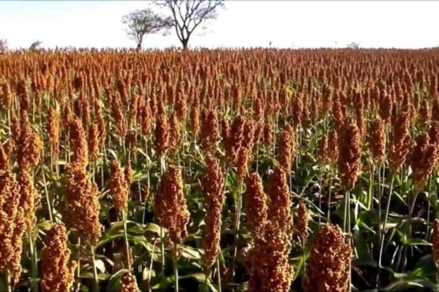 Indústrias no Centro-Oeste e no Nordeste começam a usar a matéria prima na produção do biocombustível e coprodutos, como o DDG. (Foto: Híbrido BRS 3318 Embrapa / reprodução AtomicAgro)