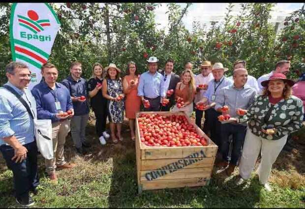 O Brasil possui mais de 32 mil hectares cultivados com macieira, com capacidade anual de produção superior a 1,3 milhão de toneladas da fruta. (Divulgação)