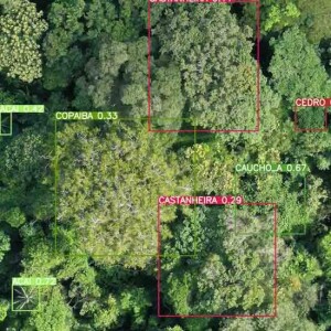 240416_NetfloraIA_1_Divulgação_detecção_espécies florestais