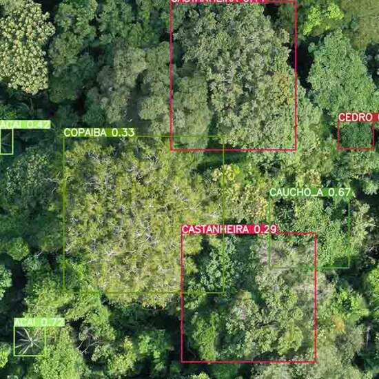 240416_NetfloraIA_1_Divulgação_detecção_espécies florestais