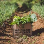 Com a aquisição de alimentos "fora do padrão" e ajuda tecnológica, a Diferente impulsiona a produtividade dos agricultores em 40%, resultando em um retorno financeiro positivo para seus parceiros. (Divulgação)