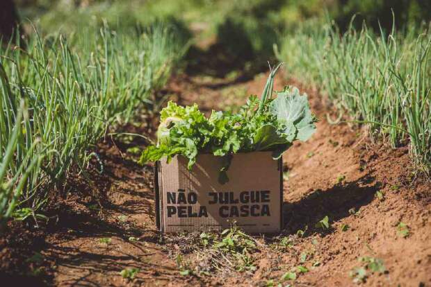 Com a aquisição de alimentos "fora do padrão" e ajuda tecnológica, a Diferente impulsiona a produtividade dos agricultores em 40%, resultando em um retorno financeiro positivo para seus parceiros. (Divulgação)