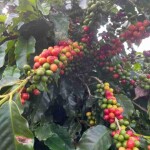 Cafezal de Minas