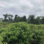 A cafeicultura da região é capaz de sustentar a qualidade de vida dos produtores da Amazônia e suas famílias em pequenos módulos rurais. (Café robusta amazônico / Crédito: Embrapa)