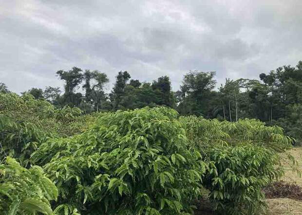 A cafeicultura da região é capaz de sustentar a qualidade de vida dos produtores da Amazônia e suas famílias em pequenos módulos rurais. (Café robusta amazônico / Crédito: Embrapa)