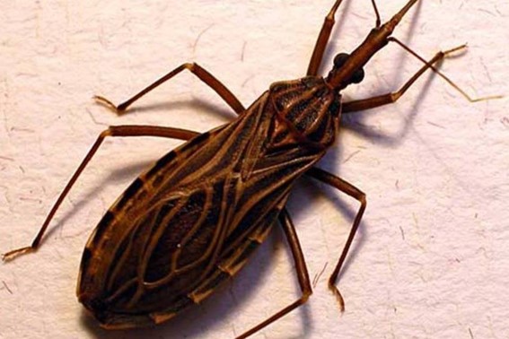 Atualmente o único medicamento disponível não elimina o protozoário, que a longo prazo causa problemas cardiológicos e gastrointestinais; objetivo da pesquisa é buscar terapias alternativas. (Erwin Huebner / Wikimedia Common