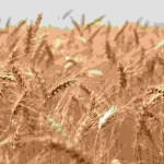 Webinar promovido pelo Sindustrigo abordou a volatilidade do cenário atual do trigo e destacou a importância da atenção redobrada dos moinhos para evitar prejuízos futuros. Foto: Divulgação