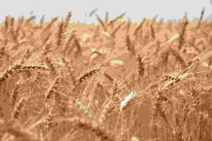 Webinar promovido pelo Sindustrigo abordou a volatilidade do cenário atual do trigo e destacou a importância da atenção redobrada dos moinhos para evitar prejuízos futuros. Foto: Divulgação