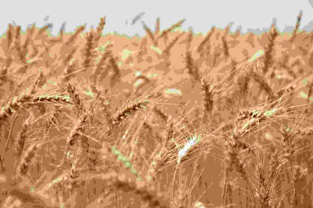 Webinar promovido pelo Sindustrigo abordou a volatilidade do cenário atual do trigo e destacou a importância da atenção redobrada dos moinhos para evitar prejuízos futuros. Foto: Divulgação