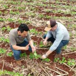 Primeiro Biofertilizante de Hidrólise Enzimática brasileiro aumenta 22% a produtividade da soja