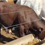 Na comparação com o farelo de soja, por exemplo, o preço da opção de amendoim é até 25% menor, variando conforme as características de mercado. Foto: CRAS Brasil / divulgação