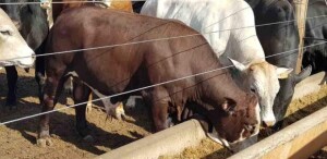 Na comparação com o farelo de soja, por exemplo, o preço da opção de amendoim é até 25% menor, variando conforme as características de mercado. Foto: CRAS Brasil / divulgação