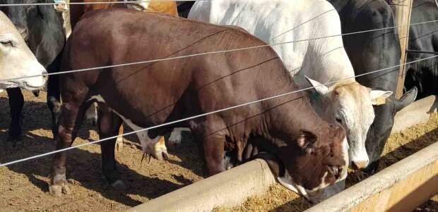 Na comparação com o farelo de soja, por exemplo, o preço da opção de amendoim é até 25% menor, variando conforme as características de mercado. Foto: CRAS Brasil / divulgação