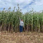 A nova cultivar foi criada especialmente para sistemas de produção de silagem com baixo custo. O lançamento será no dia 23 de maio, às 10 horas, durante a AgroBrasília 2024. Crédito: Gran Safra
