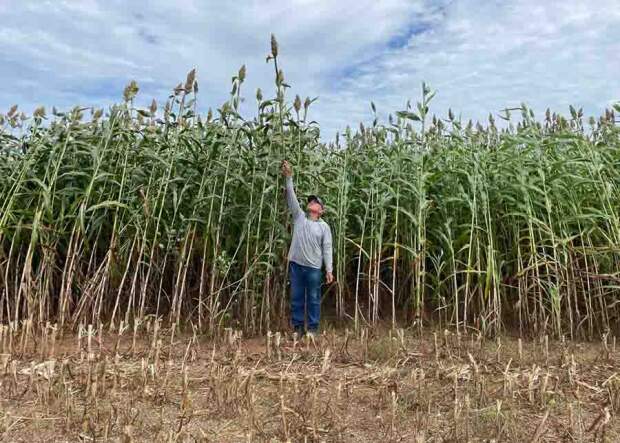 A nova cultivar foi criada especialmente para sistemas de produção de silagem com baixo custo. O lançamento será no dia 23 de maio, às 10 horas, durante a AgroBrasília 2024. Crédito: Gran Safra
