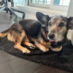 Atualmente existem mais de 2.900 tutores cadastrados procurando seus pets, enquanto a plataforma possui apenas o registro de 1.400 animais. Foto Abrigo/divulgação