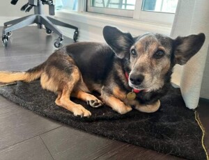 Atualmente existem mais de 2.900 tutores cadastrados procurando seus pets, enquanto a plataforma possui apenas o registro de 1.400 animais. Foto Abrigo/divulgação