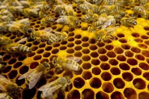 Para celebrar o Dia Mundial da Abelhas, 20 de maio, veja como as espécies mais trabalhadoras de todos os tempos impactam a biodiversidade e a qualidade de vida da população. (Reprodução /www.biologianet.com)