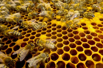 Para celebrar o Dia Mundial da Abelhas, 20 de maio, veja como as espécies mais trabalhadoras de todos os tempos impactam a biodiversidade e a qualidade de vida da população. (Reprodução /www.biologianet.com)