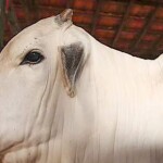 O sistema foi desenvolvido para a emissão de documentos zoofitossanitários, apoio aos serviços de fiscalização e certificação de produtos industrializados feitos a partir da matéria prima animal. Foto: Agência Brasil