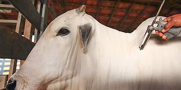 O sistema foi desenvolvido para a emissão de documentos zoofitossanitários, apoio aos serviços de fiscalização e certificação de produtos industrializados feitos a partir da matéria prima animal. Foto: Agência Brasil