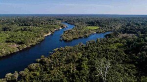 A estratégia, que inclui 50 milhões de hectares de florestas tropicais e áreas geridas por pequenos produtores, enfatiza o valor do manejo florestal no combate às alterações climáticas. (Reserva de Desenvolvimento Sustentável de Uatumã. Foto: Idesam / Rodrigo Duarte)