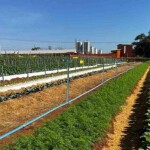 O primeiro dia de campo, que agregará soluções em hortaliças e tecnologias biológicas, oferece aos produtores inovações para uma produção mais rentável e sustentável. Hortinov-Sakata-e-Biotrop / divulgação)