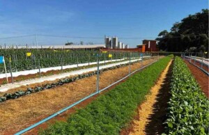 O primeiro dia de campo, que agregará soluções em hortaliças e tecnologias biológicas, oferece aos produtores inovações para uma produção mais rentável e sustentável. Hortinov-Sakata-e-Biotrop / divulgação)