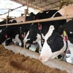 Trabalho em conjunto entre agritech e cooperativa visa melhorar a produtividade e a gestão das fazendas de Minas Gerais e Goiás com coleiras inteligentes. (Reprodução COWMED)