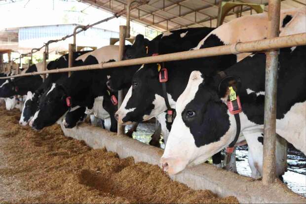 Trabalho em conjunto entre agritech e cooperativa visa melhorar a produtividade e a gestão das fazendas de Minas Gerais e Goiás com coleiras inteligentes. (Reprodução COWMED)