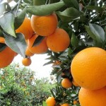 Segundo dados do Cepea, a fruta destinada à moagem alcançou recentemente o preço de R$ 85 por caixa de 40,8 kg no Estado de São Paulo, um recorde desde 1994s. (Foto: reprodução / Fundecitrus)