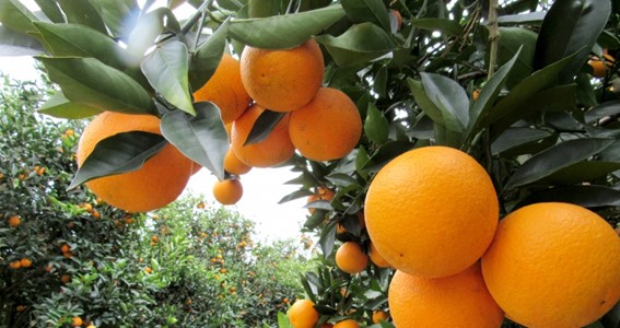 Segundo dados do Cepea, a fruta destinada à moagem alcançou recentemente o preço de R$ 85 por caixa de 40,8 kg no Estado de São Paulo, um recorde desde 1994s. (Foto: reprodução / Fundecitrus)