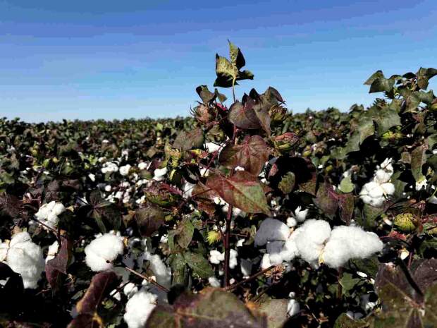 Especialista orienta sobre essa parte do manejo da cultura frente ao avanço do desenvolvimento da safra 2023/24. Foto: divulgação