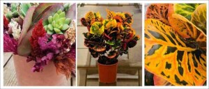 Enflor variedades