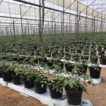 Outras vantagens da tecnologia são o melhor controle da irrigação e da nutrição e a redução no uso de defensivos agrícolas. Foto: Fabiano Miranda