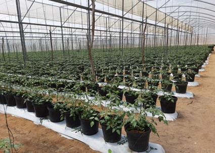 Outras vantagens da tecnologia são o melhor controle da irrigação e da nutrição e a redução no uso de defensivos agrícolas. Foto: Fabiano Miranda