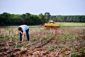 emana do Agricultor acontece no Shopping Rondon, Rondonópolis-MT, de 29 de julho a 2 de agosto, e trará especialistas e produtores para debaterem os impactos e avanços do setor na cidade. Foto: Mapa/Divulgação