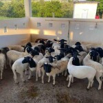 Com o incentivo à profissionalização da atividade, a indústria paga até R$ 240,00 por arroba de cordeiro precoce e padronizado em carcaça, oferecendo bonificações para fornecimentos regulares. (Divulgação)