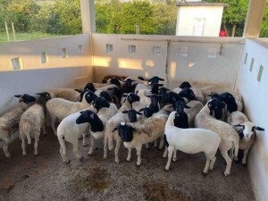 Com o incentivo à profissionalização da atividade, a indústria paga até R$ 240,00 por arroba de cordeiro precoce e padronizado em carcaça, oferecendo bonificações para fornecimentos regulares. (Divulgação)
