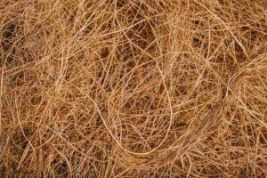 Pesquisa de iniciação científica da Unit aponta que a fibra do coco decomposta por fungos e microrganismos isolados pode produzir enzimas usadas na fabricação de tecidos e ração animal. (Fibra de Coco / Freepik)